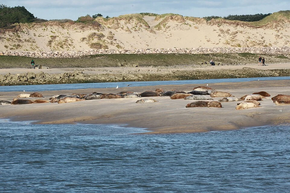 Baie de Somme, Grand Site de France, paysage emblématique des habitants des Hauts-de-France